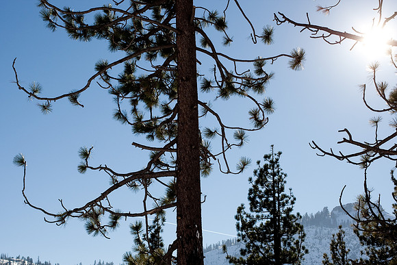 Truckee