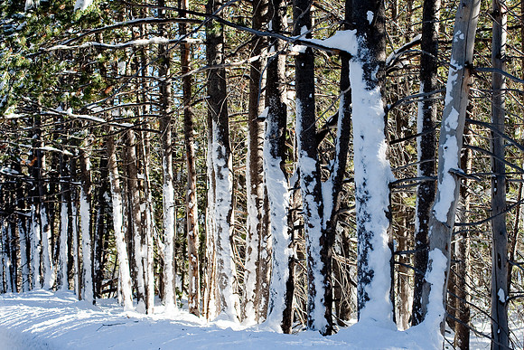 Truckee