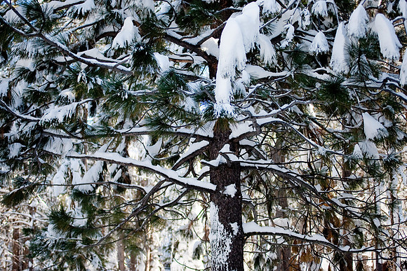 Truckee