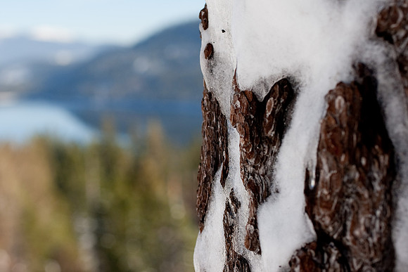 Truckee