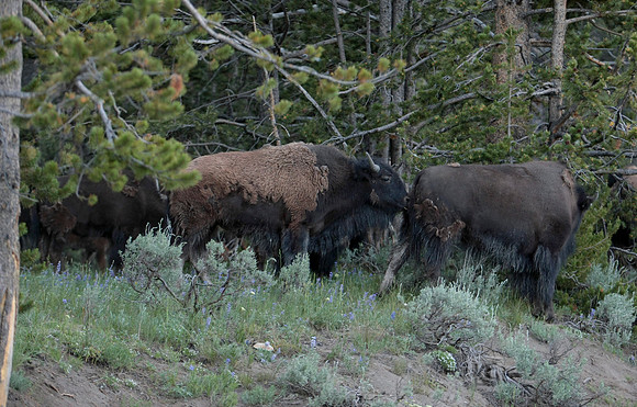 Yellowstone National Park