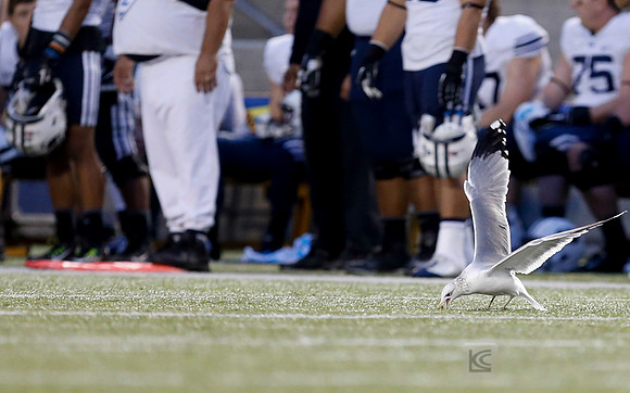 NCAA Football: Brigham Young at California