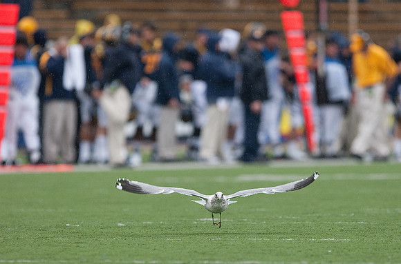 Cal Football vs Arizona State