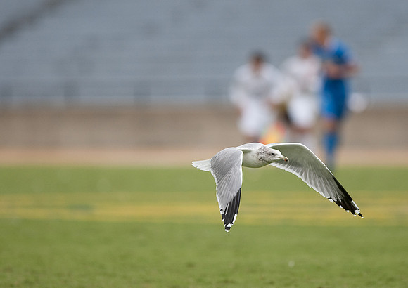 Cal Men's Soccer vs UCLA