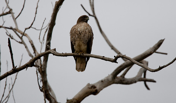 Sacramento National Wildlife Refuge
