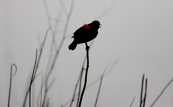 Sacramento National Wildlife Refuge