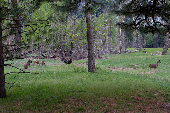 Yosemite 2011
