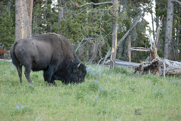 Yellowstone National Park