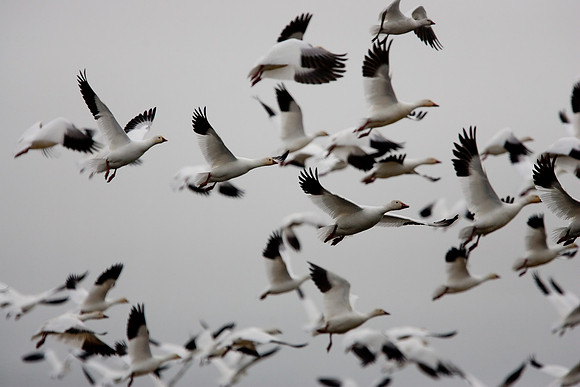 Sacramento National Wildlife Refuge