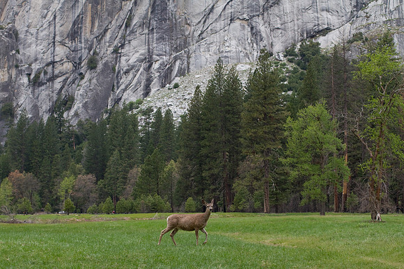 Yosemite 2011