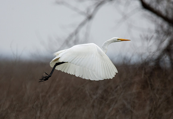 Sacramento National Wildlife Refuge