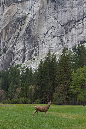 Yosemite 2011