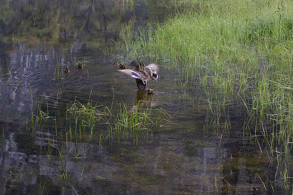 Yosemite 2011