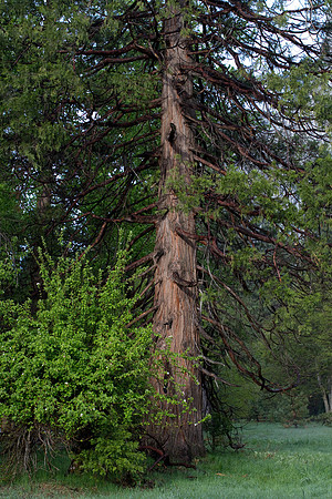 Yosemite 2011