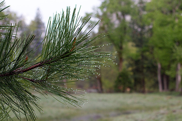 Yosemite 2011