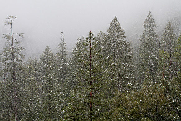 Yosemite 2011