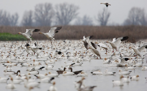 Sacramento National Wildlife Refuge
