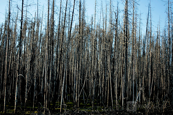 Yellowstone National Park