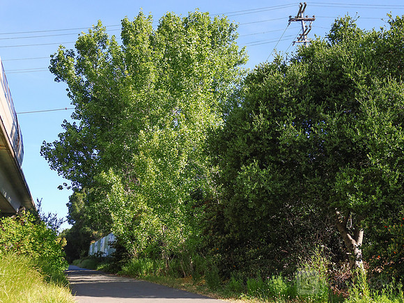 City of El Cerrito: Bike to Wherever Days