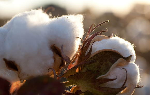 Cotton Fields