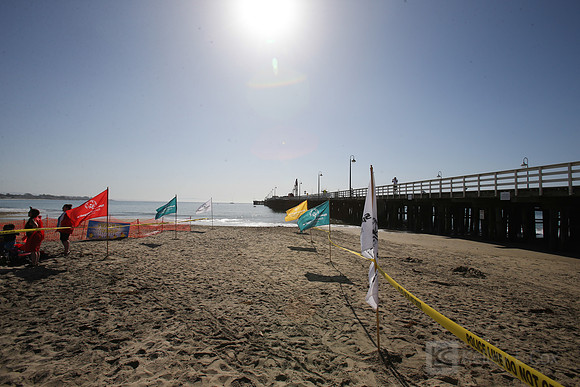 Santa Cruz Polar Plunge