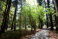 Yosemite 2011
