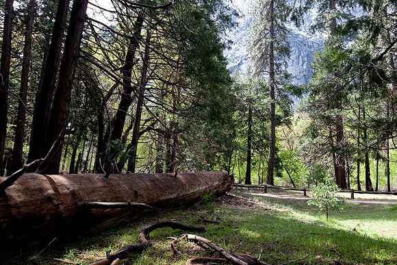 Yosemite 2011