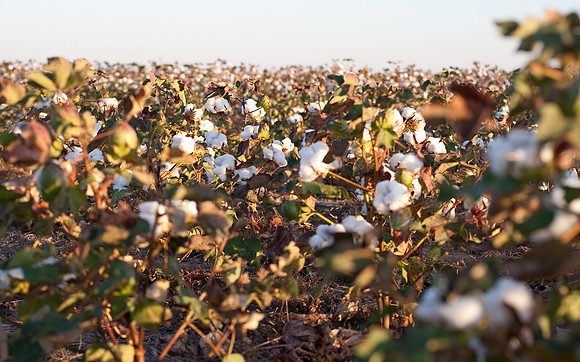 Cotton Fields