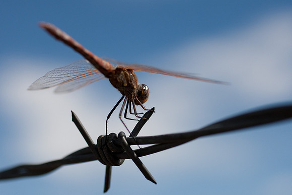 Dragonfly