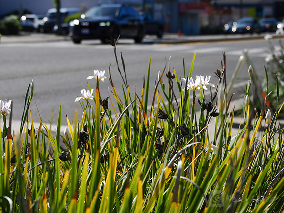 City of El Cerrito: Bike to Wherever Days