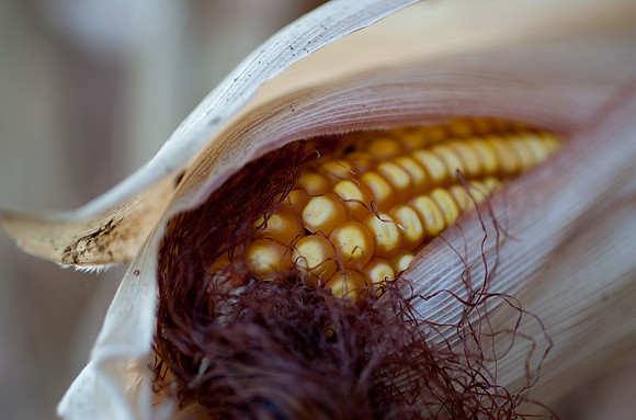Corn Husk