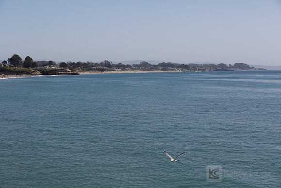 Santa Cruz Polar Plunge