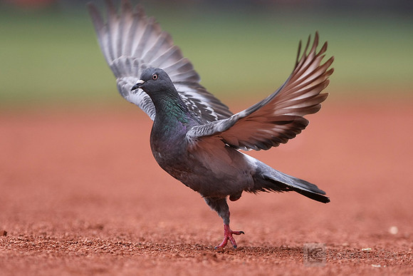 MLB: Miami Marlins at San Francisco