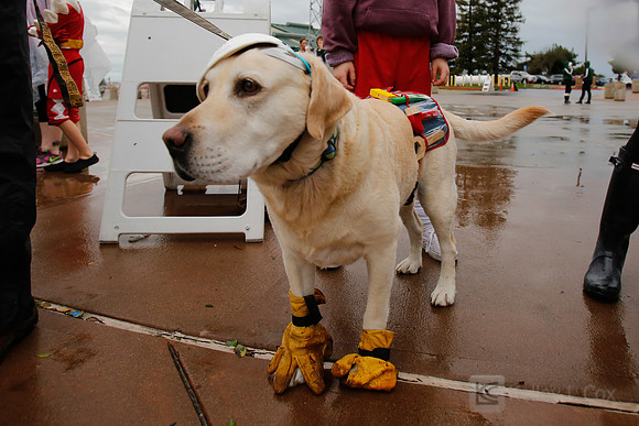 SONC: Polar Plunge Sacramento