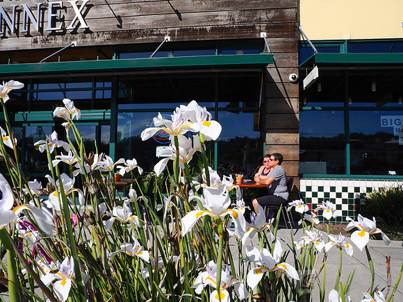 City of El Cerrito: Bike to Wherever Days